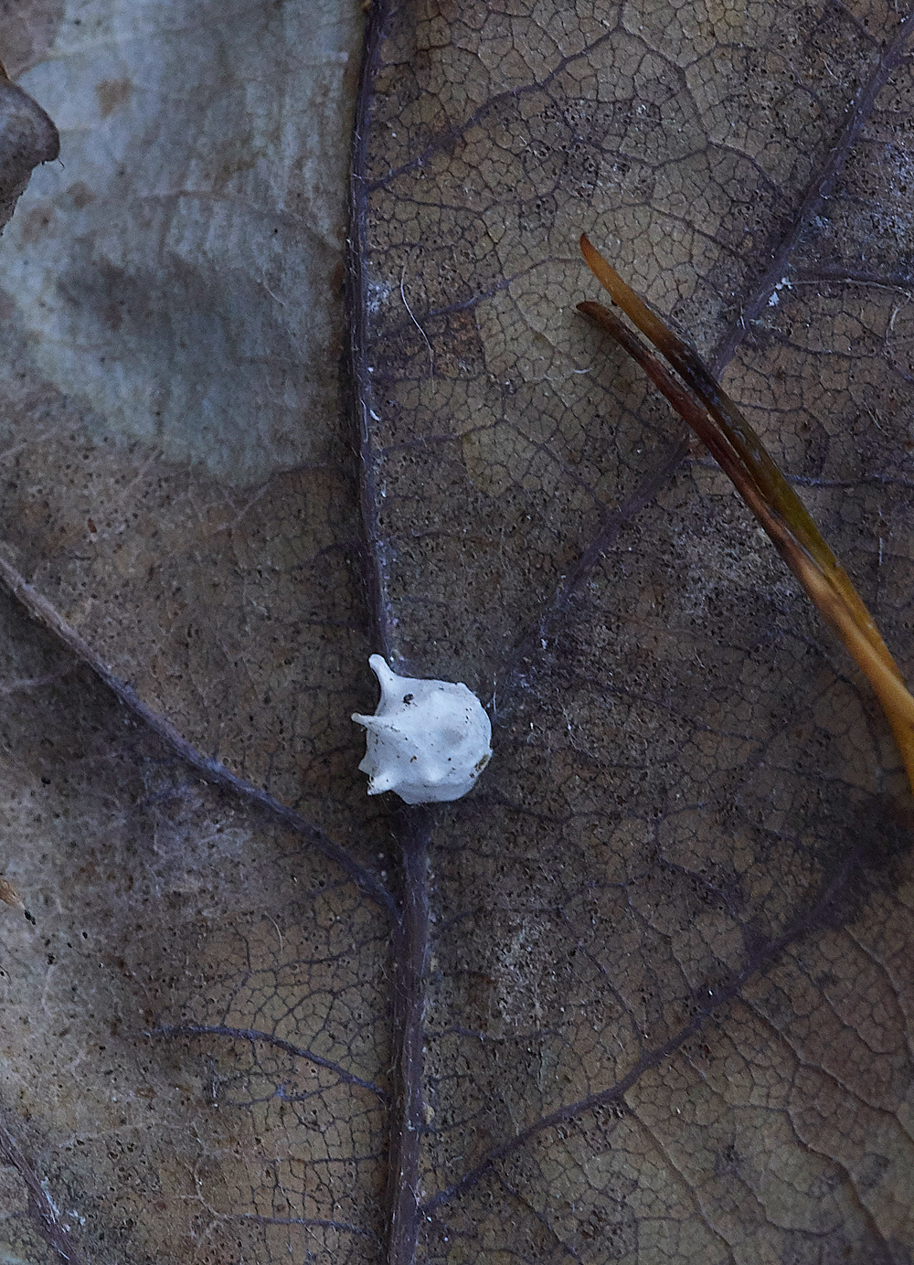 Guybon'sWoodSPiderEggs171118-1