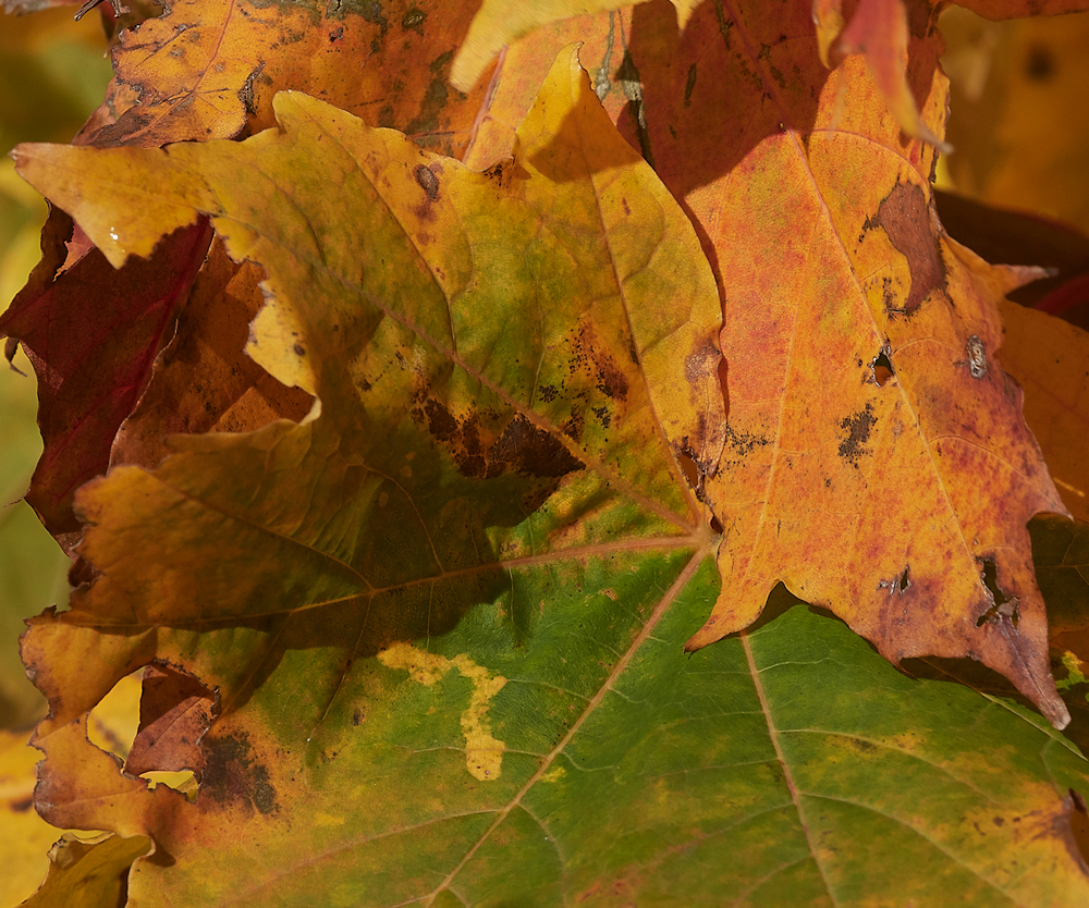 Guybon'sWoodSycamore171118-1