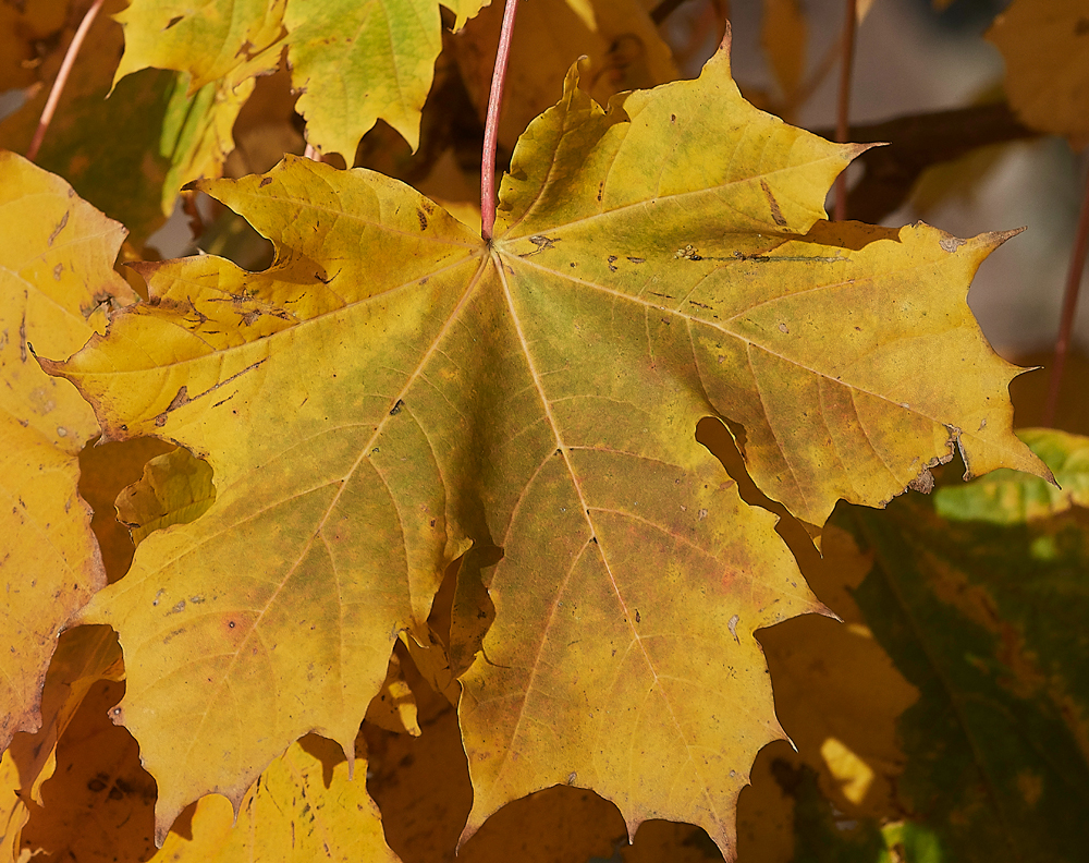 Guybon'sWoodSycamore171118-2