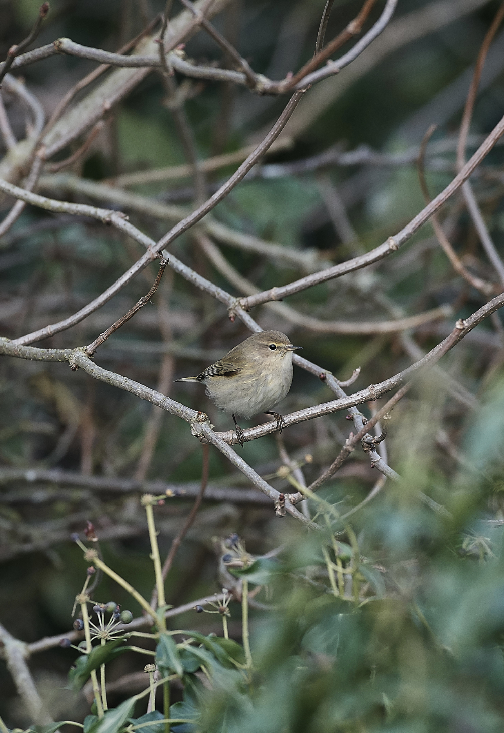 HanworthChiffchaff091218-1