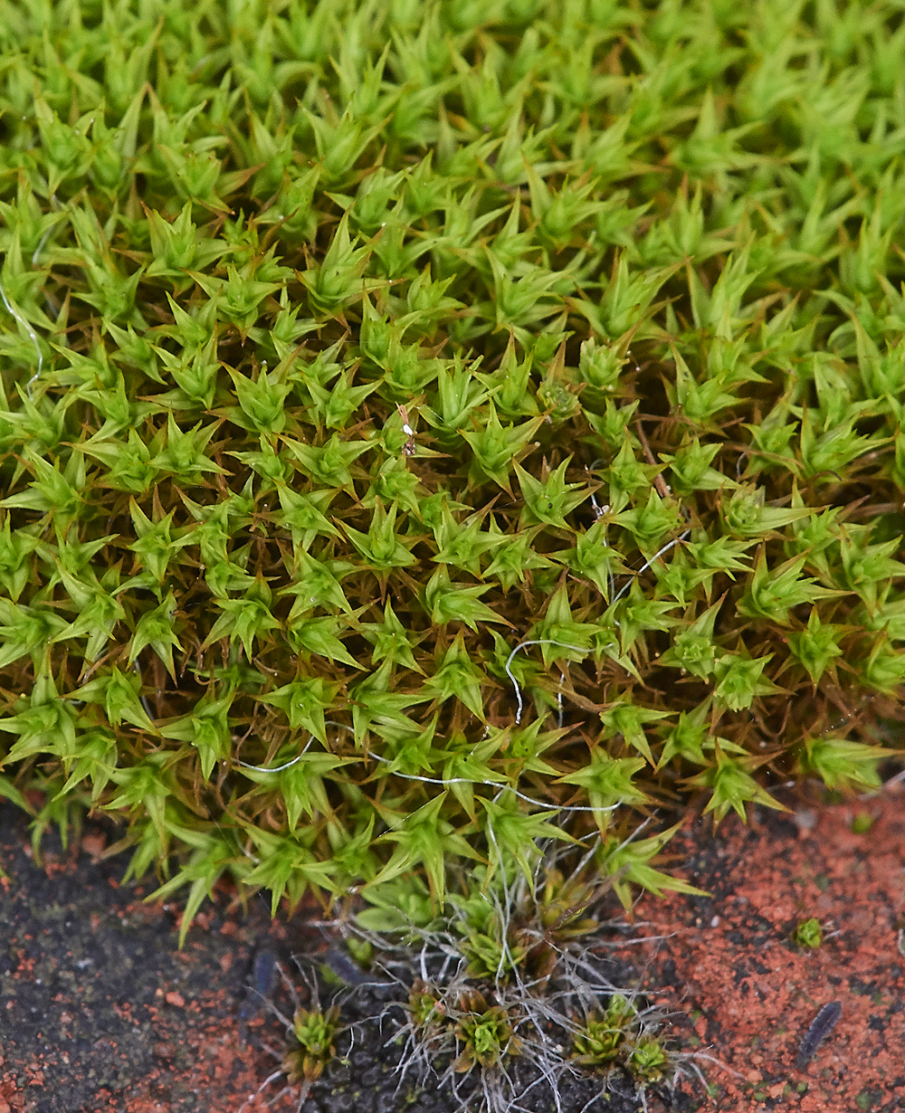 HanworthMossa241118-1