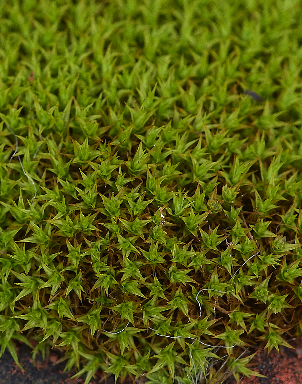 HanworthMossa241118-2