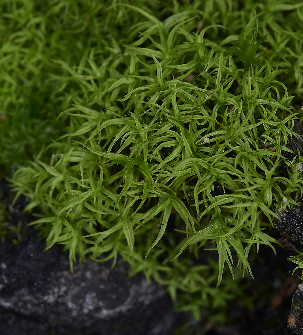 HanworthMossb241118-1