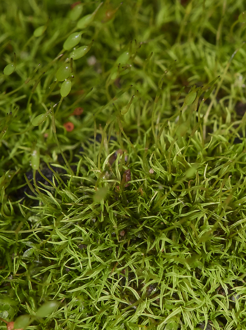 HanworthMossb241118-2