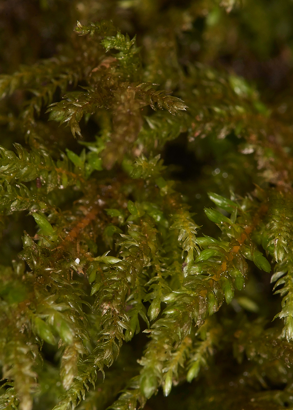 HanworthMossc241118-1