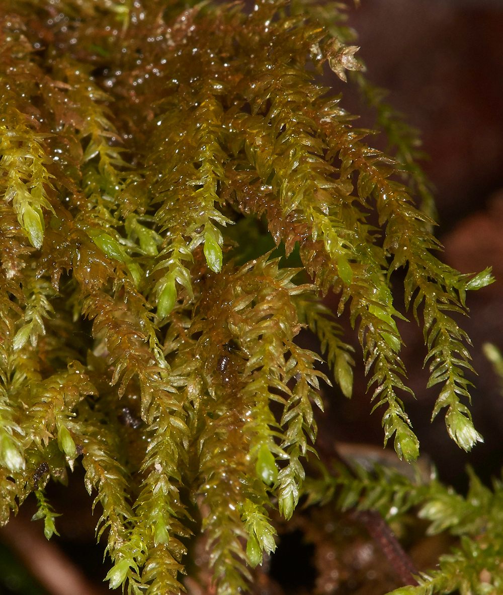 HanworthMossc241118-2