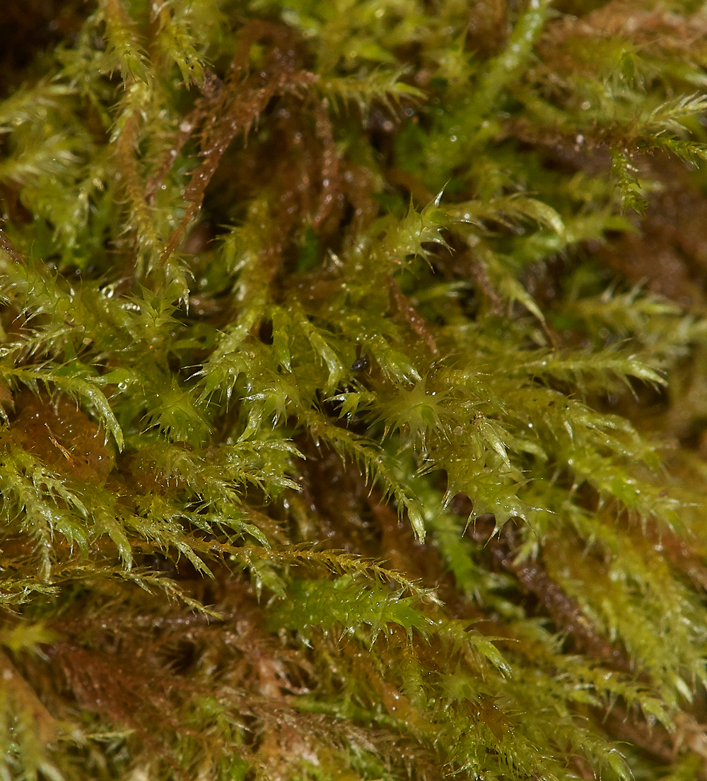 HanworthMossd241118-1