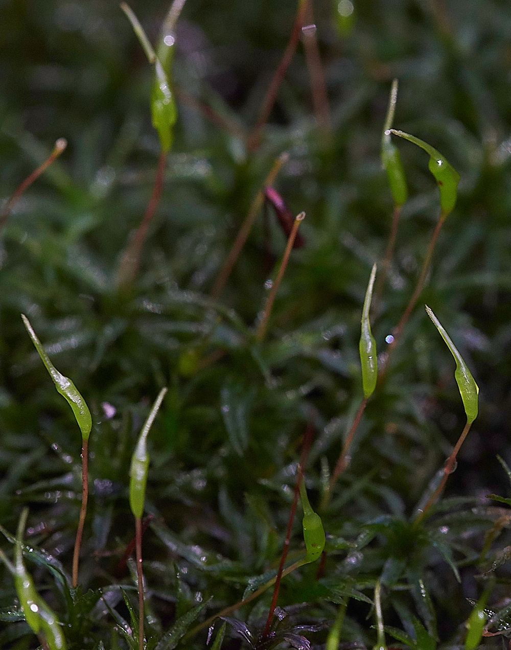 HevinghamMoss1101118-1