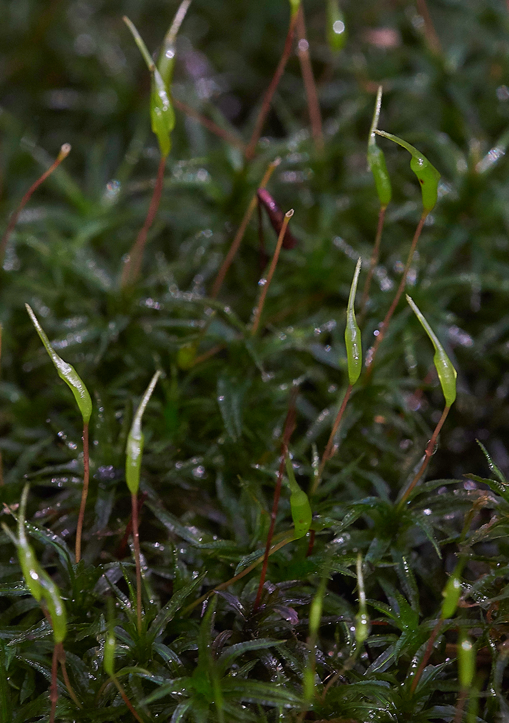 HevinghamMoss1101118-2