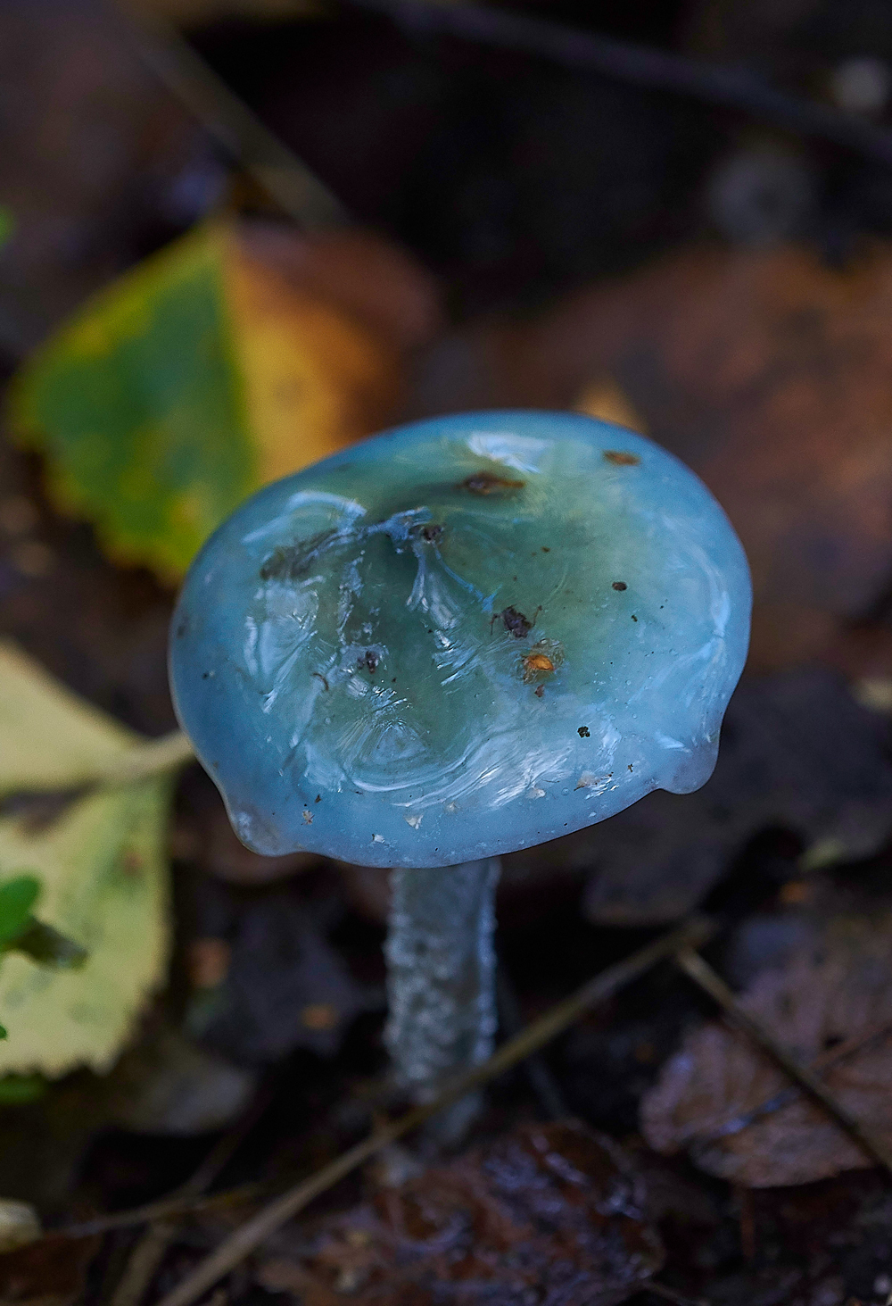 HevinghamShroom101118-1
