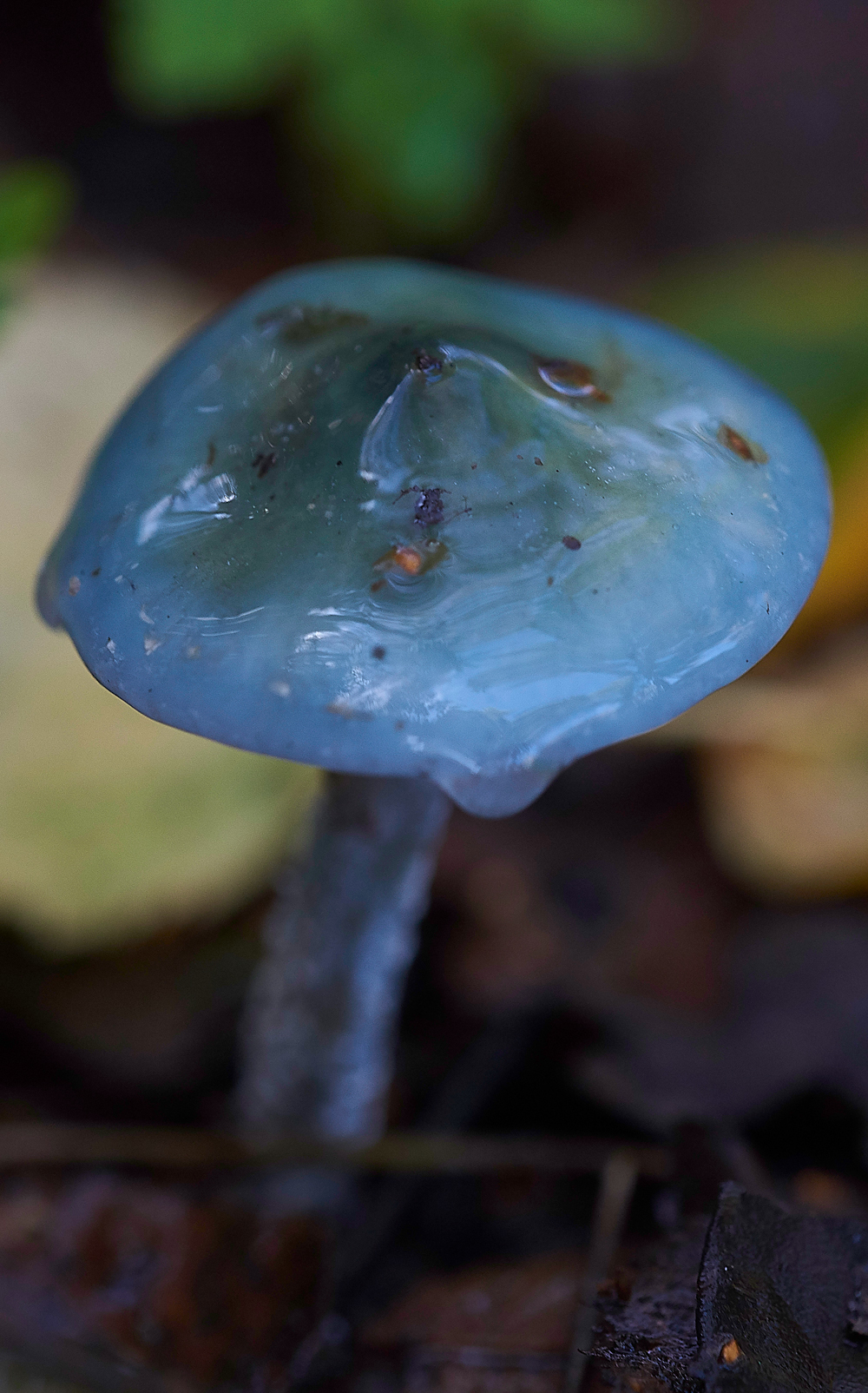 HevinghamShroom101118-1a