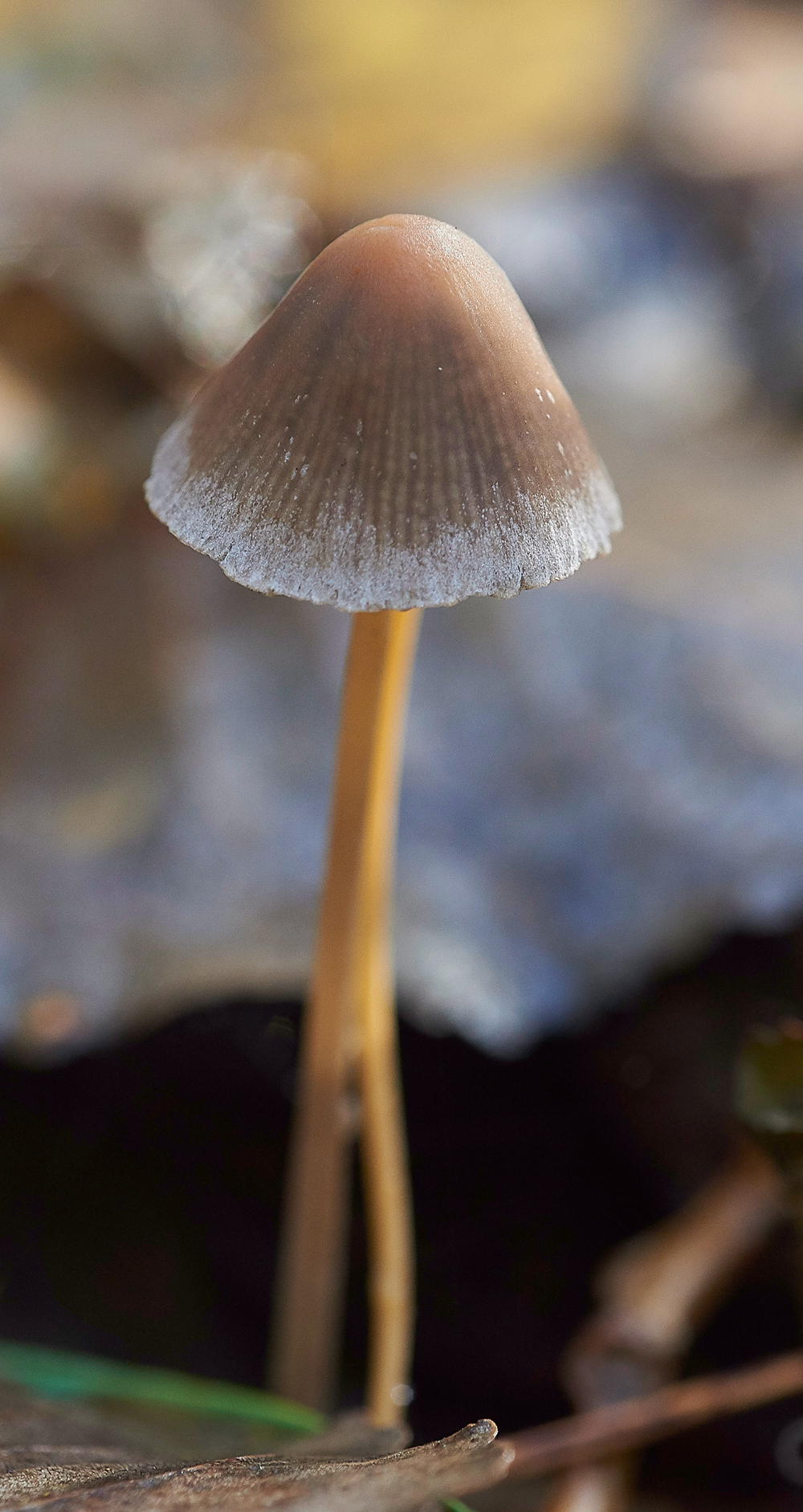 HevinghamShroom2101118-1