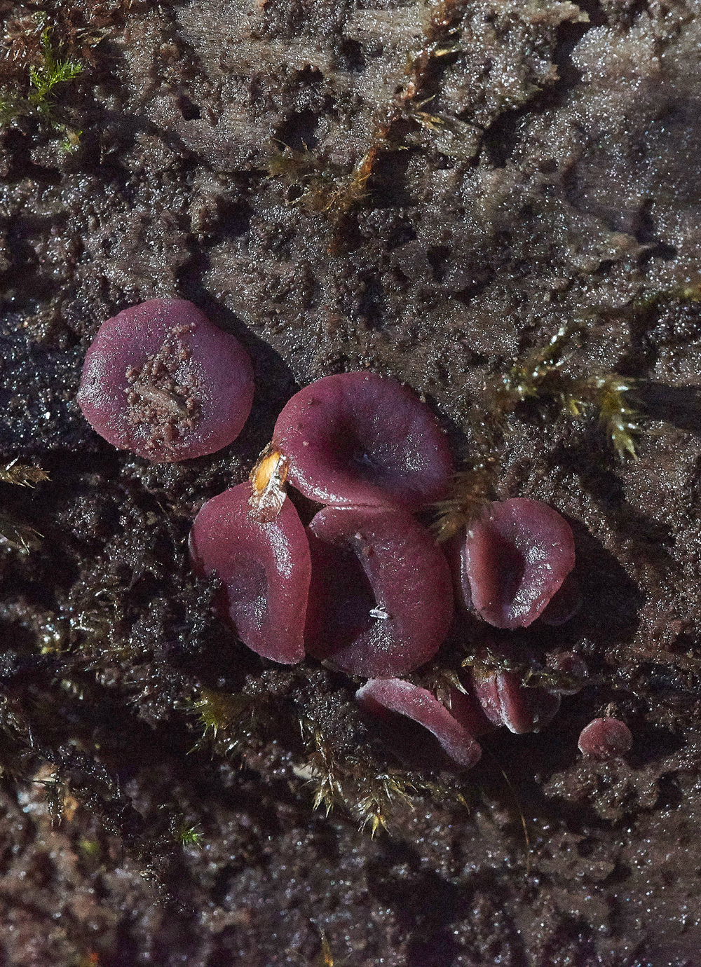 HevinghamShroom3101118-1