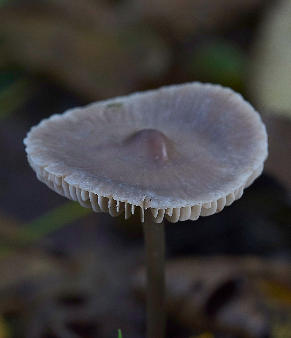 HevinghamShroom4101118-1
