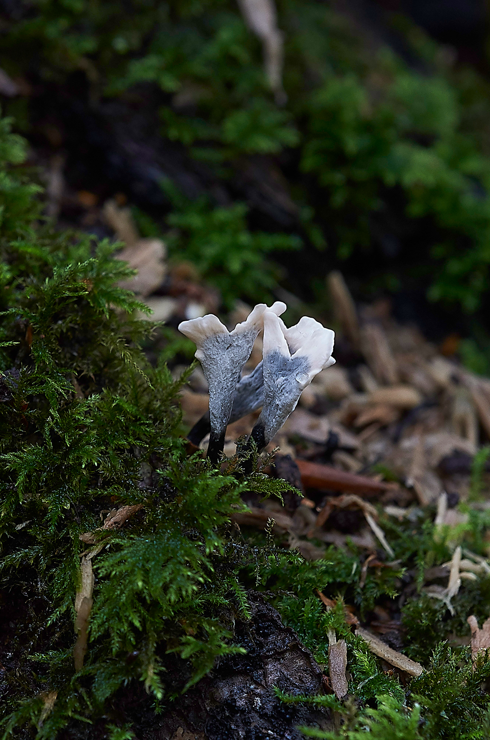 HevinghamShroom5101118-1