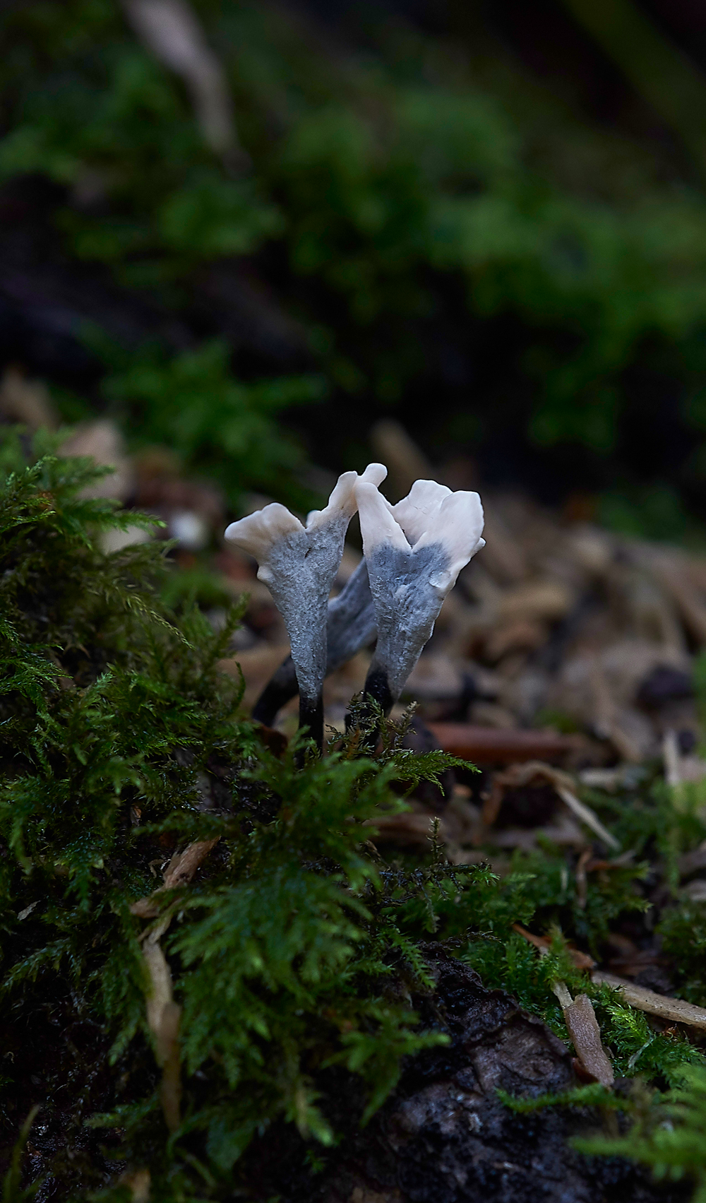 HevinghamShroom5101118-2