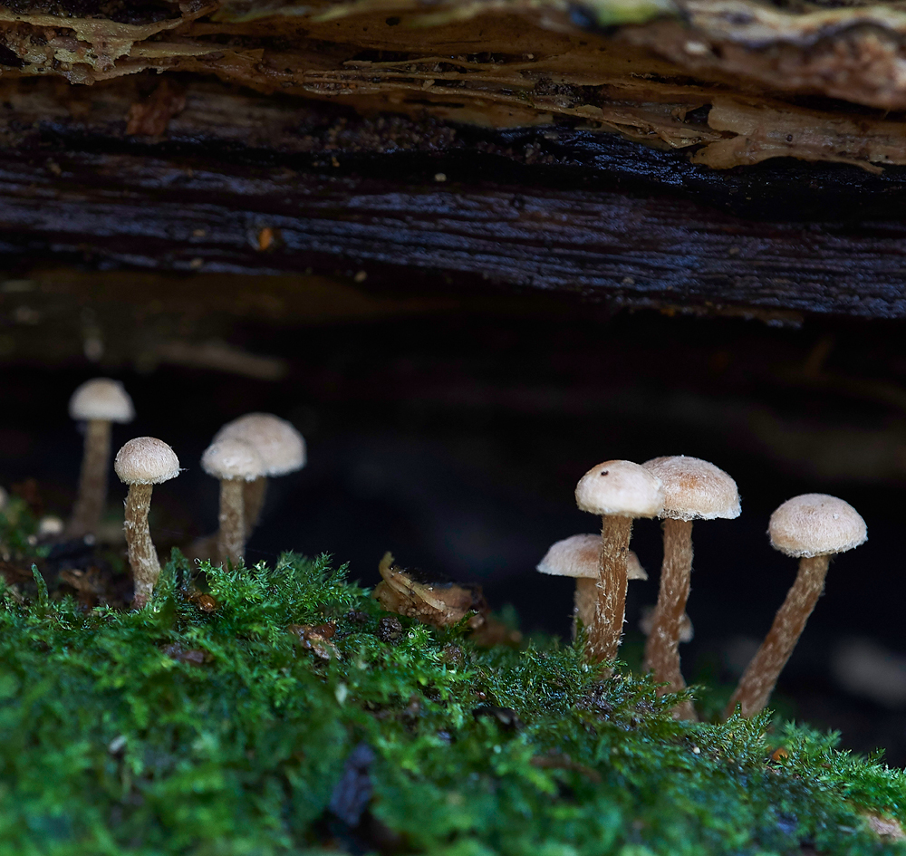 HevinghamShroom6101118-1