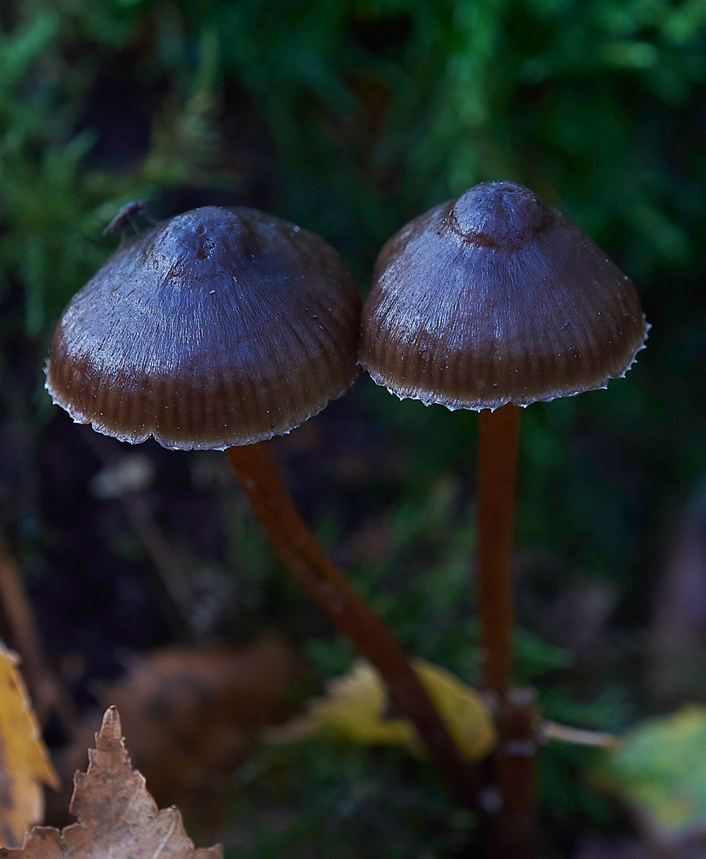 HevinghamShroom7101118-1