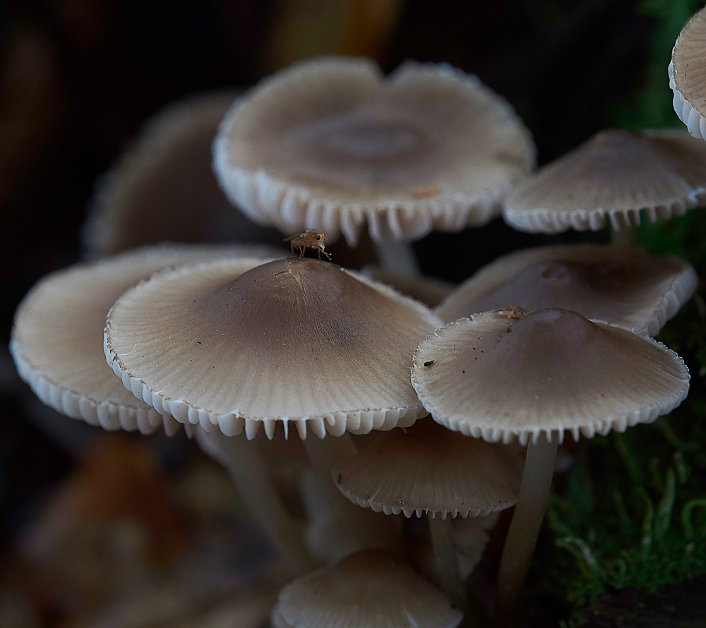 HevinghamShroom8101118-1