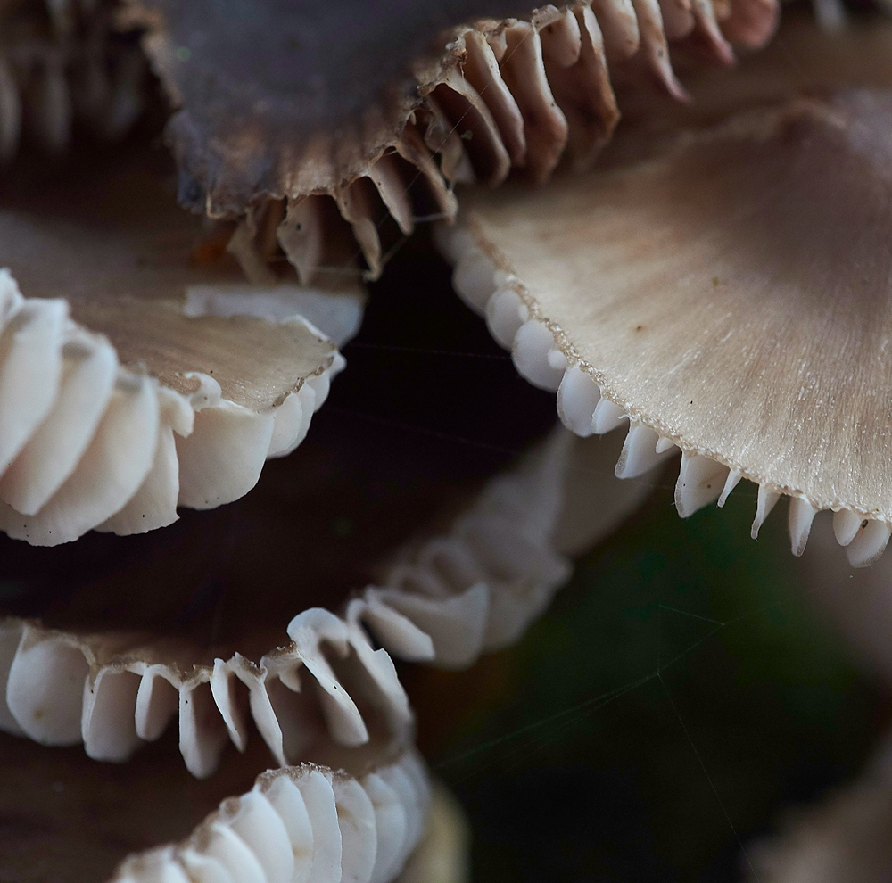 HevinghamShroom8101118-3