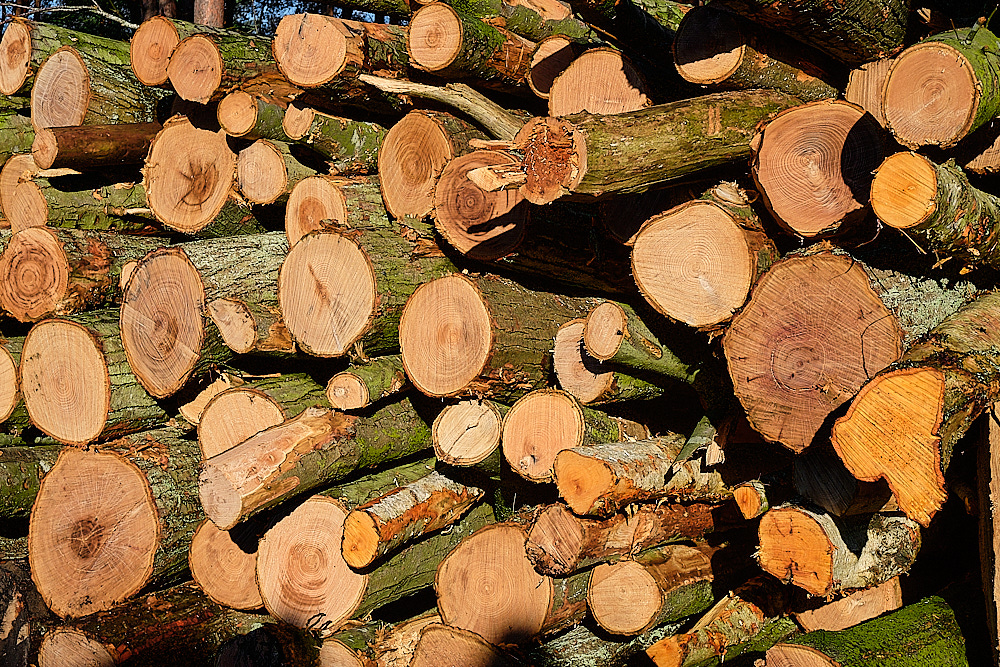 HoughenPlantation161218-1