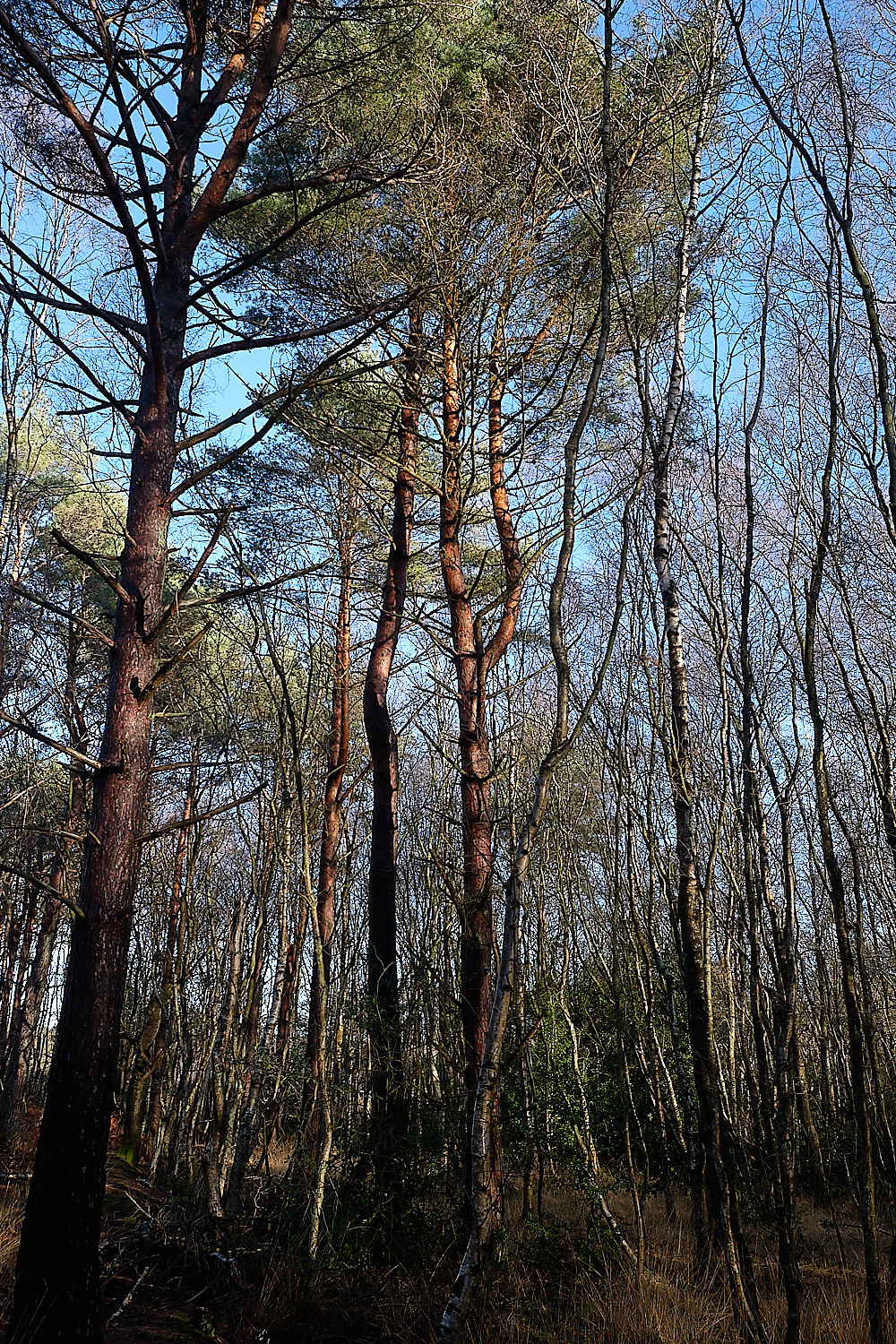 HoughenPlantation161218-10