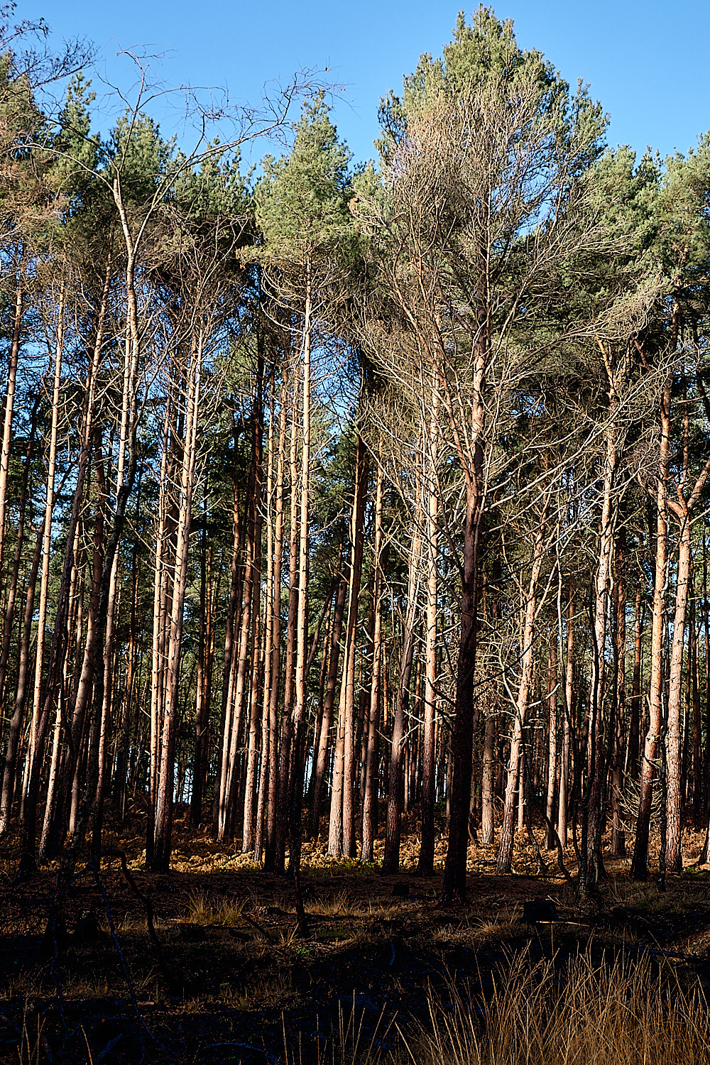 HoughenPlantation161218-11