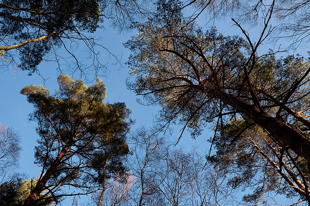 HoughenPlantation161218-12