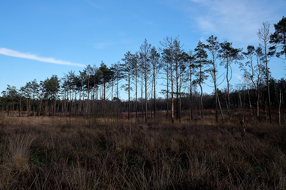 HoughenPlantation161218-13