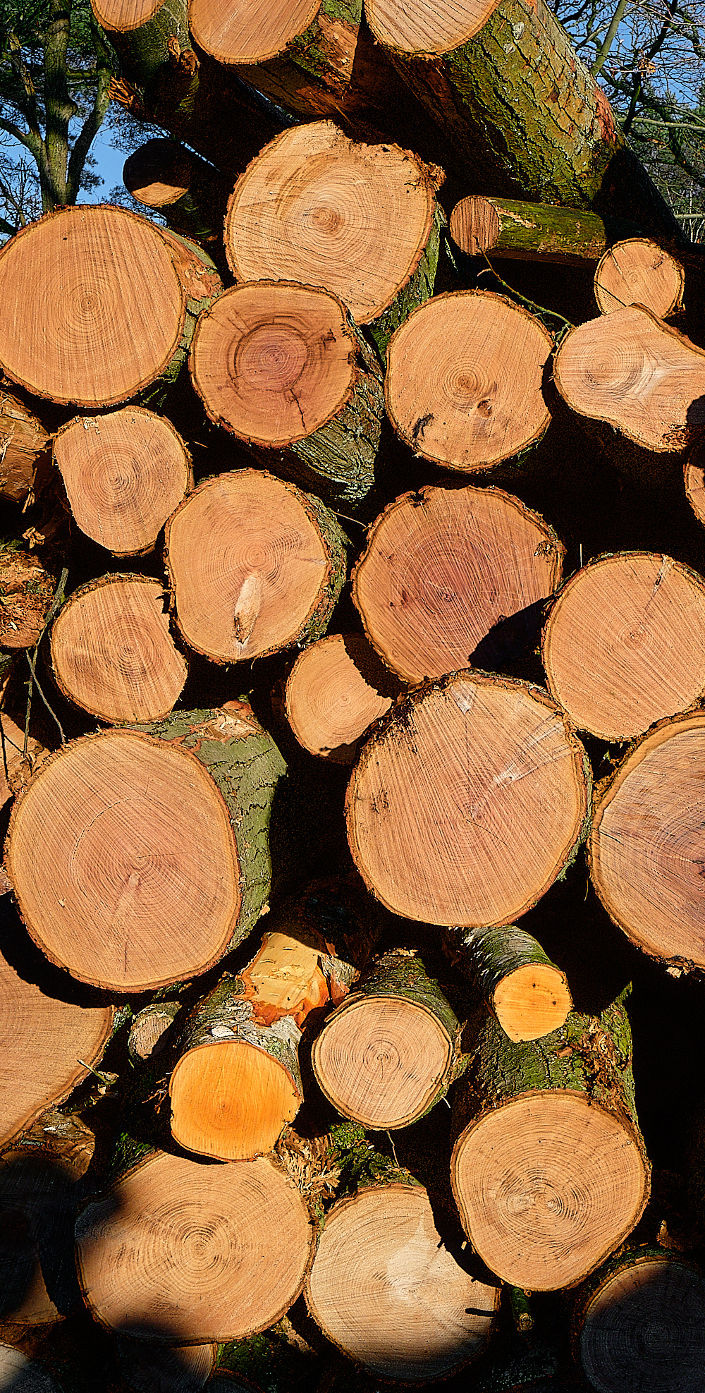 HoughenPlantation161218-2