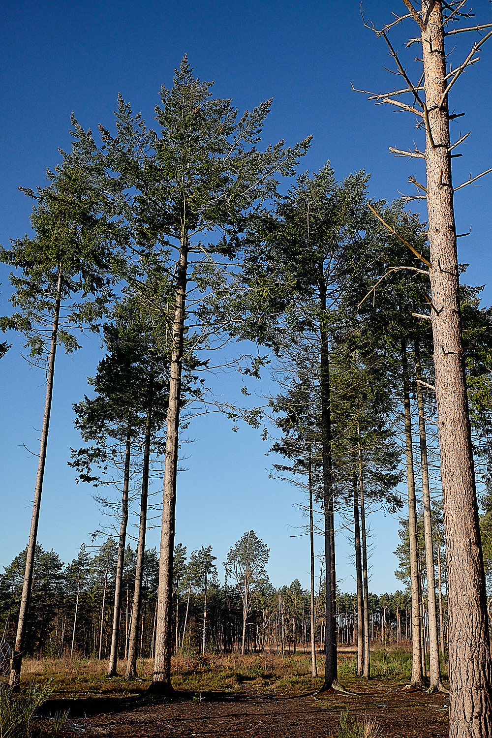 HoughenPlantation161218-3