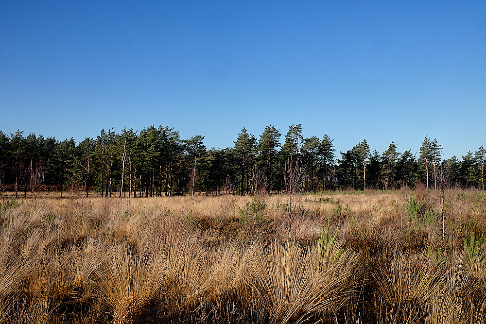 HoughenPlantation161218-5