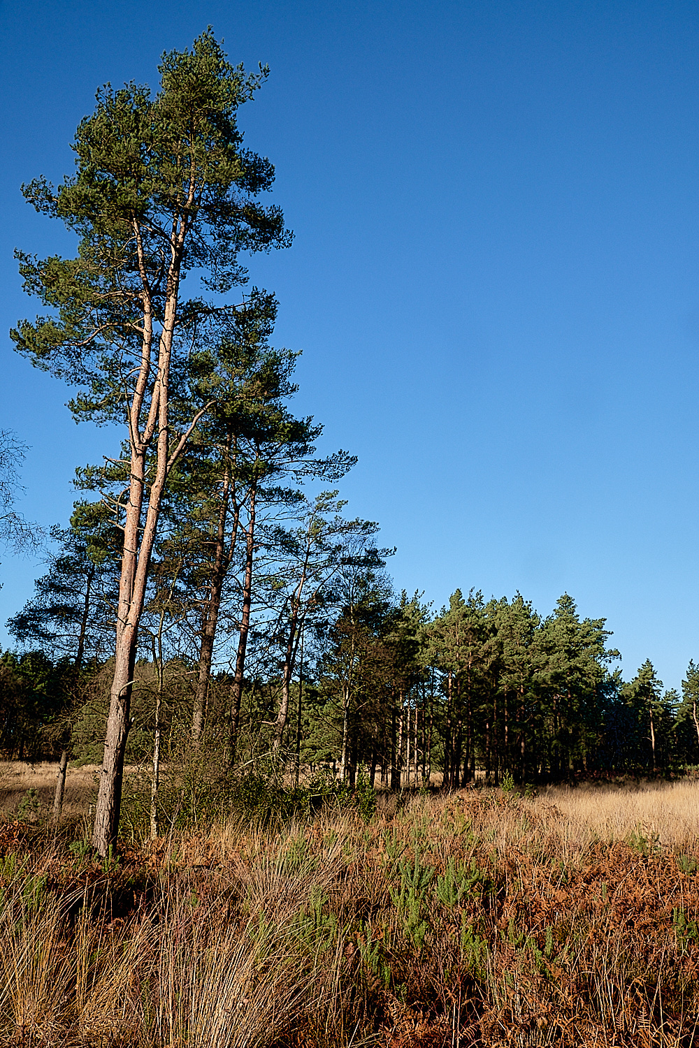 HoughenPlantation161218-6