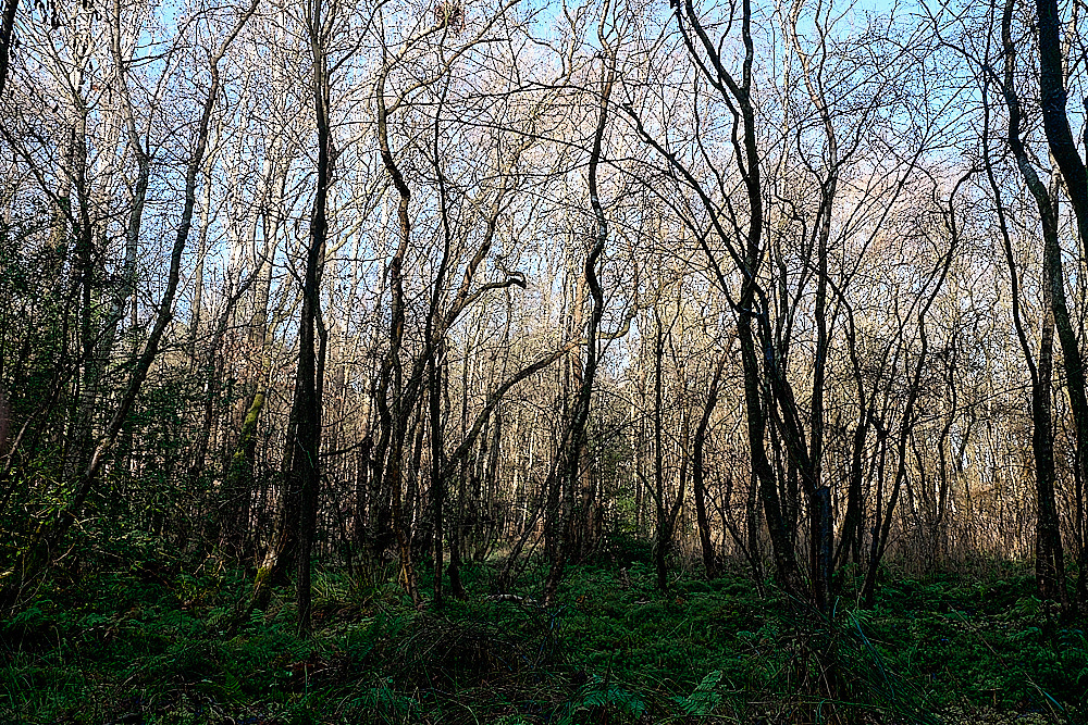 HoughenPlantation161218-8