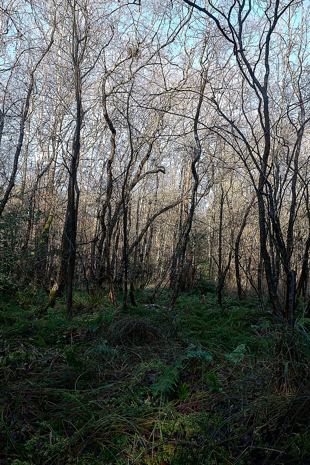 HoughenPlantation161218-9