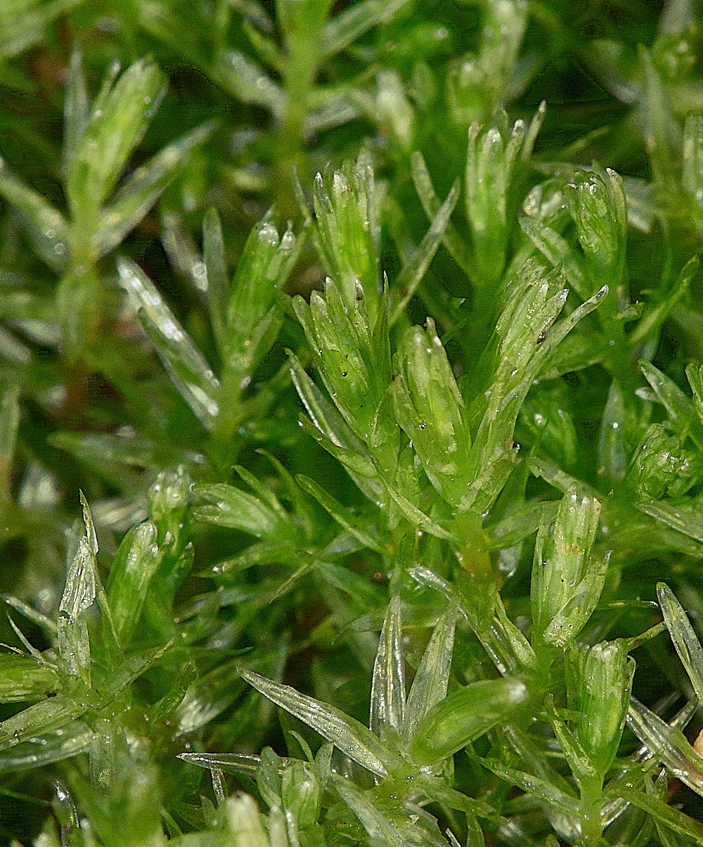 HoughenPlantationAulacomniumpalustre161218-1