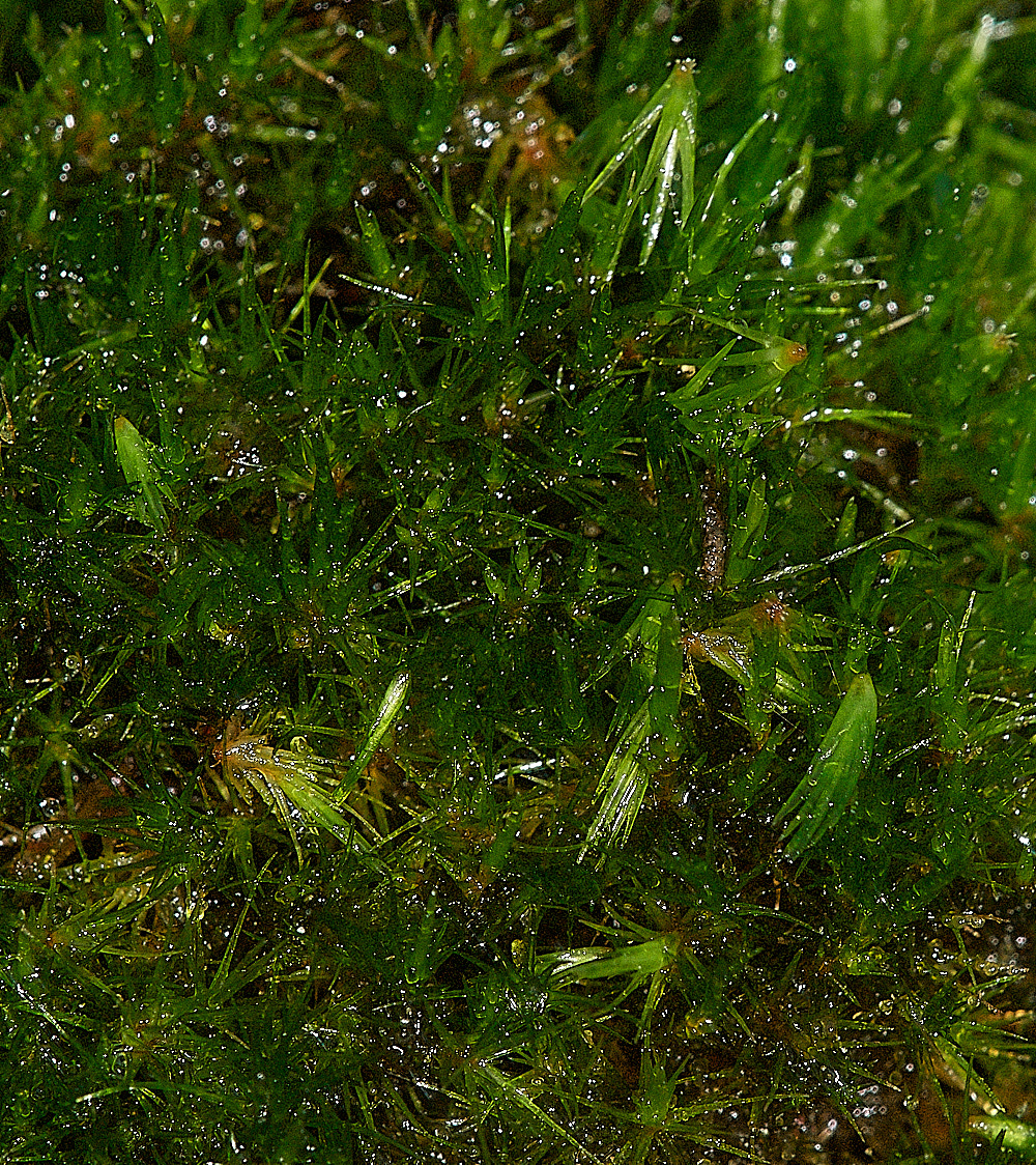 HoughenPlantationCampylopuspyriforme161218-1