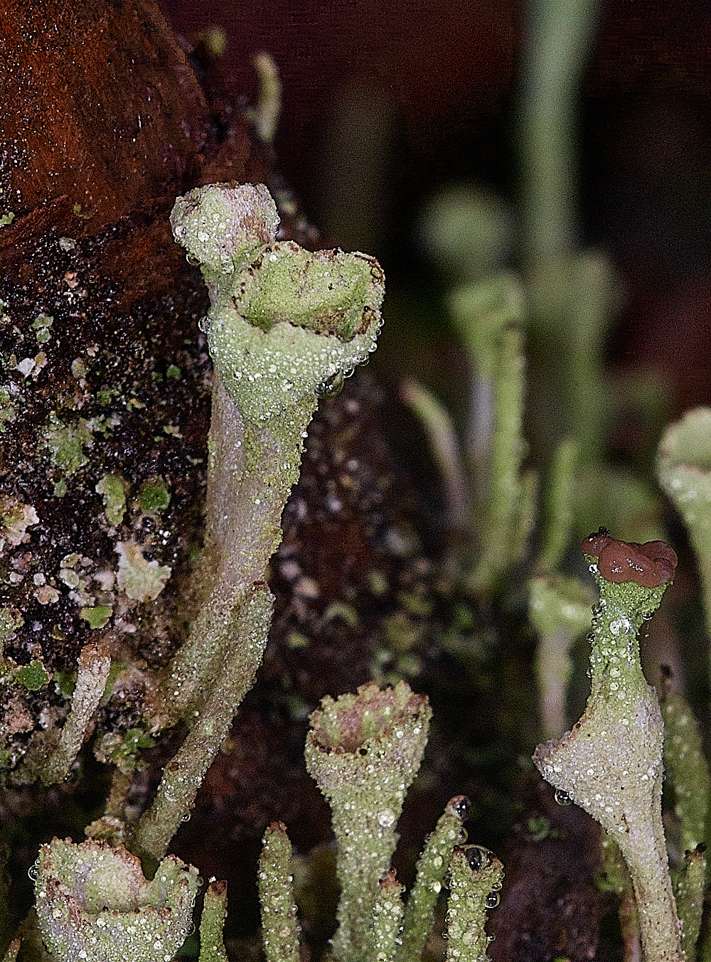 HoughenPlantationClaydonia161218-1