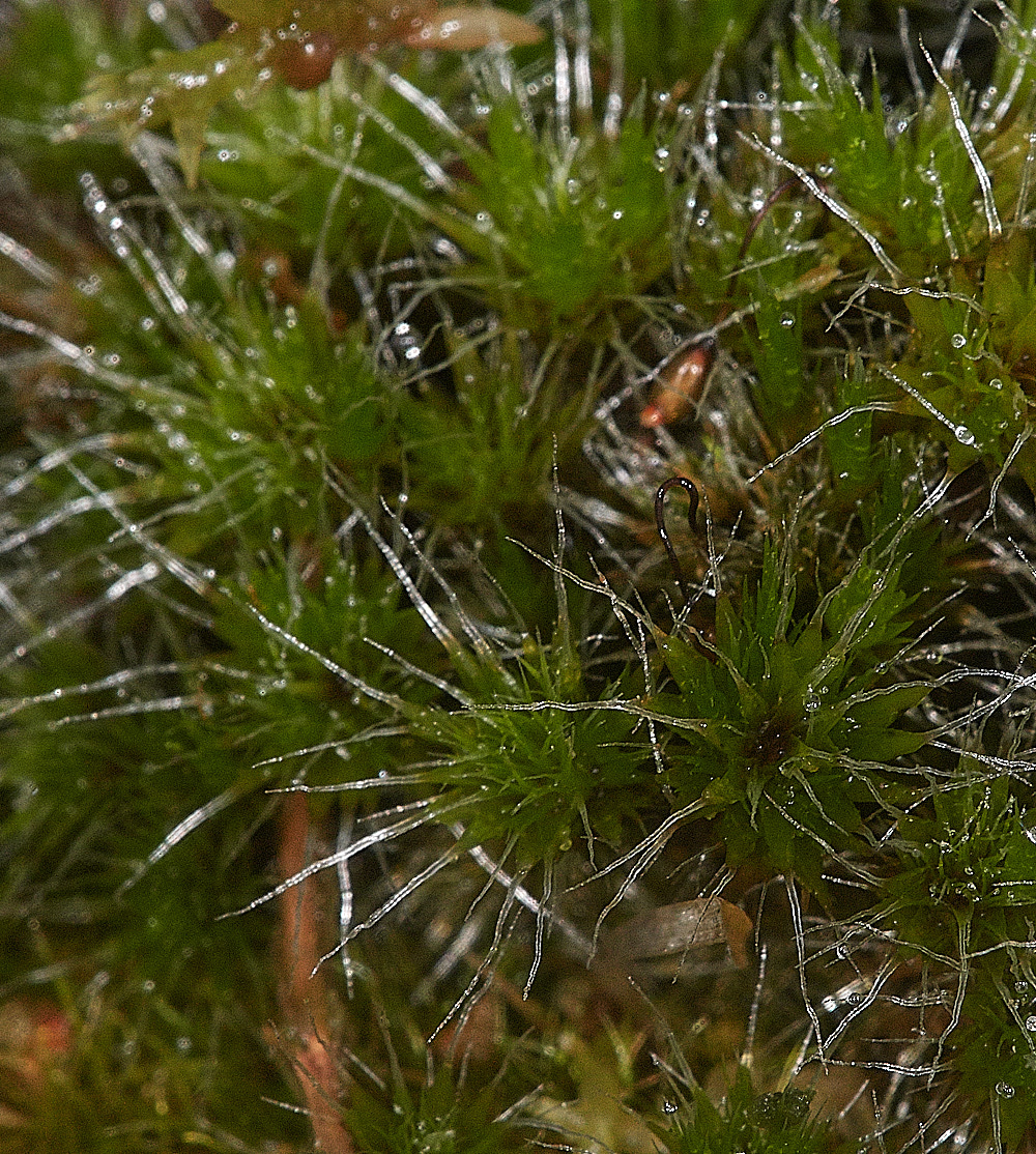 HoughenPlantationCompylopusintroflexus161218-1