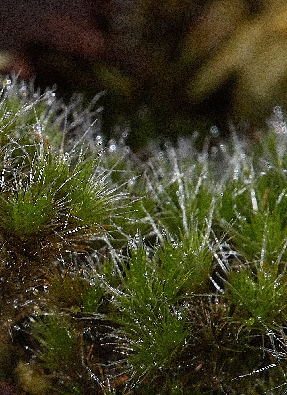 HoughenPlantationCompylopusintroflexus161218-2