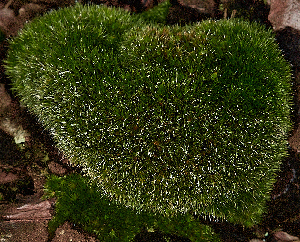 HoughenPlantationCompylopusintroflexus161218-3