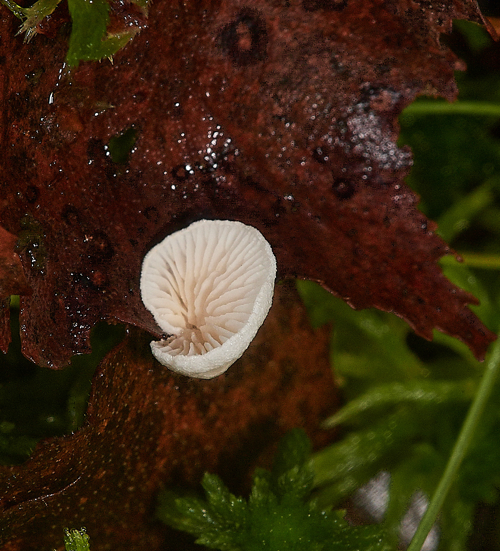 HoughenPlantationCrepidpsus161218-1