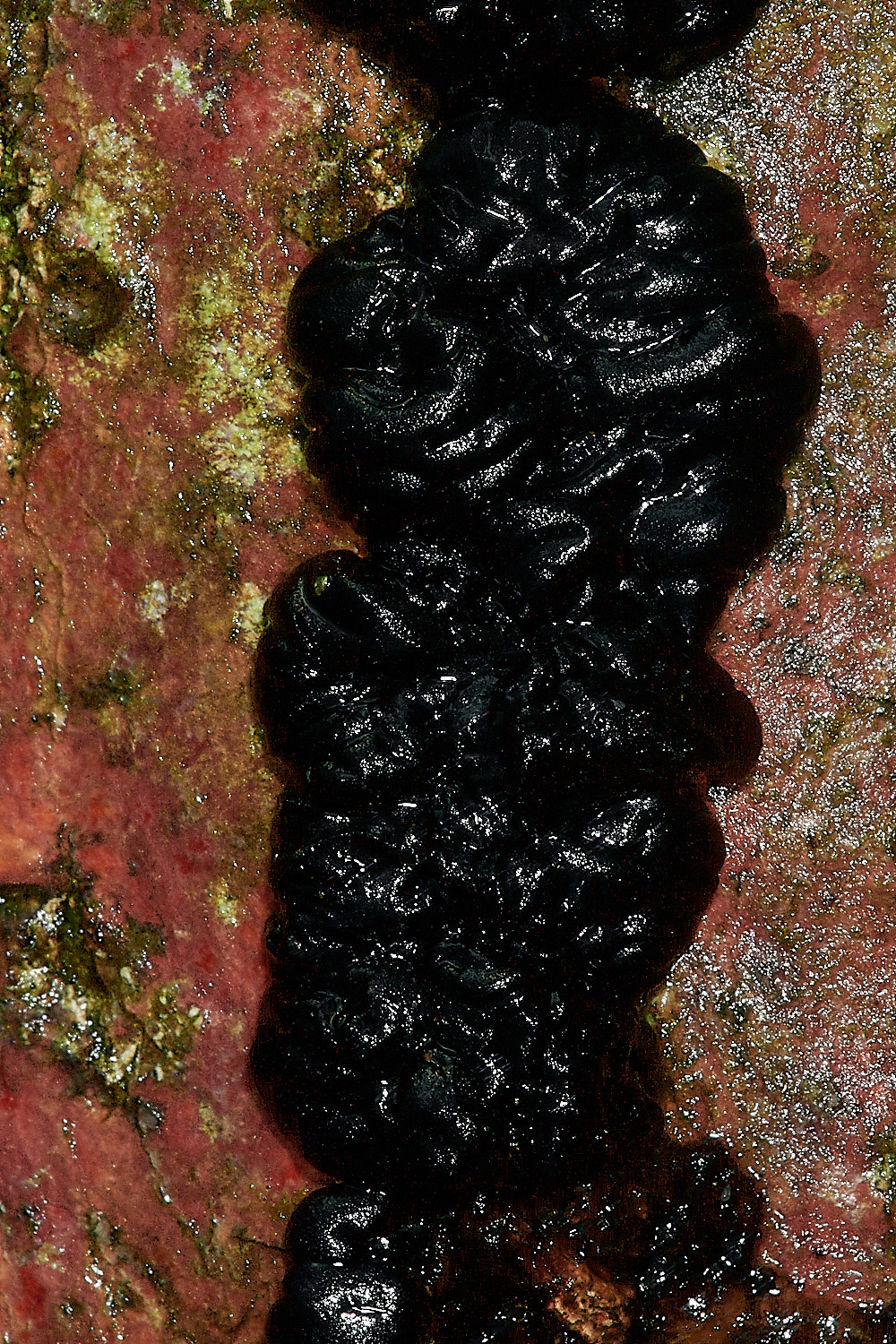 HoughenPlantationFungi1161218-1