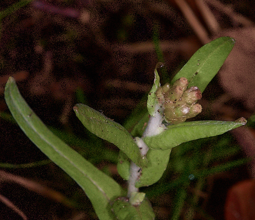 HoughenPlantationJerseyCudweed161218-1