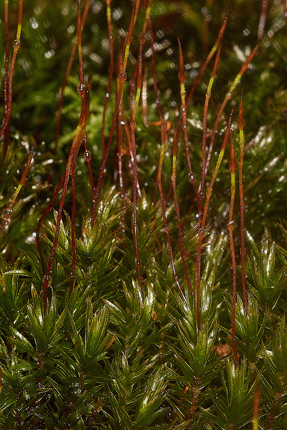 HoughenPlantationMnium161218-1