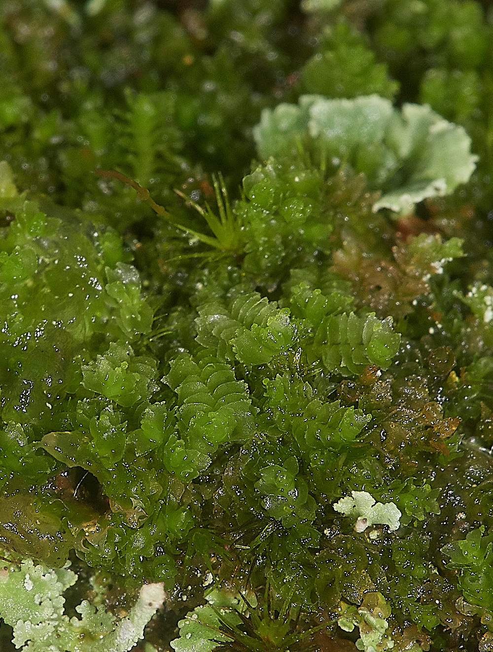 HoughenPlantationMoss3161218-1