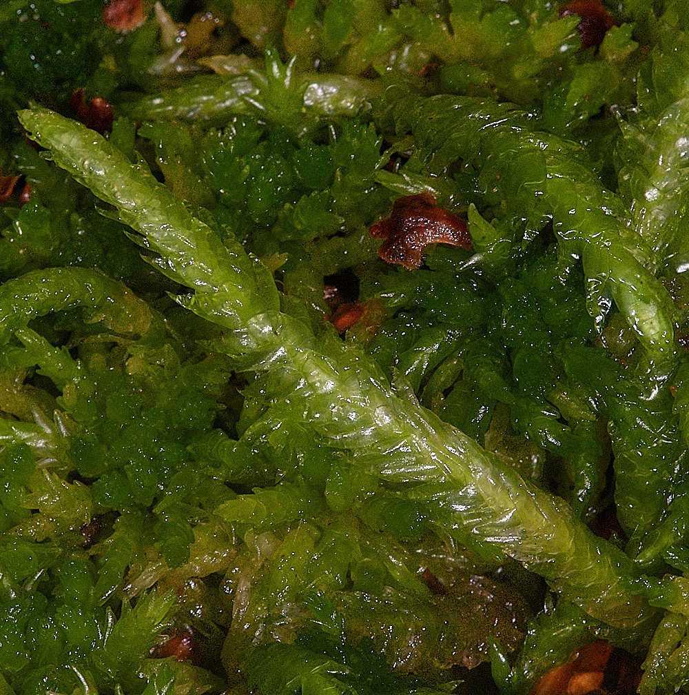 HoughenPlantationMoss5161218-2