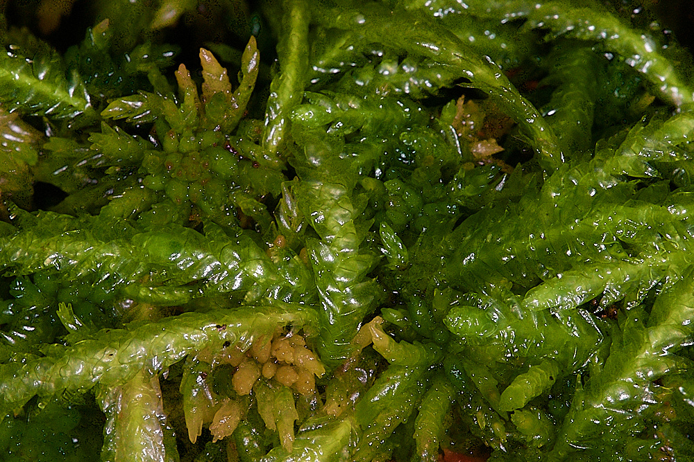 HoughenPlantationMoss5161218-3