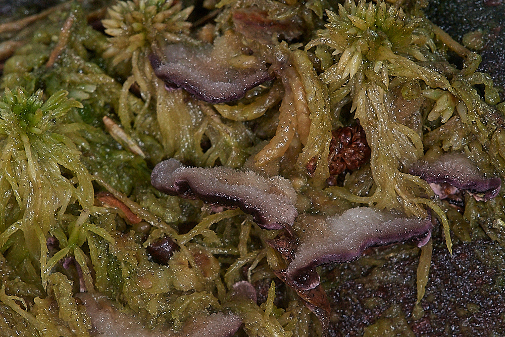 HoughenPlantationMossFungi161218-1