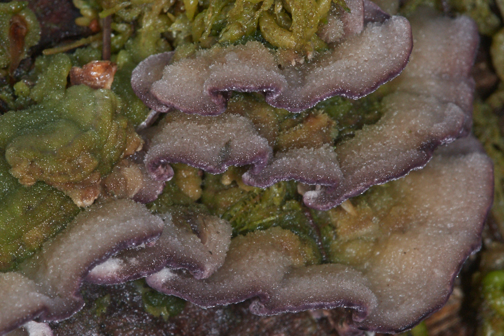 HoughenPlantationMossFungi161218-2